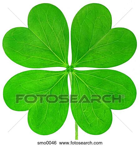 Four leaf clover against white background View Large Illustration Stock Illustration - Four leaf clover against white background. Fotosearch