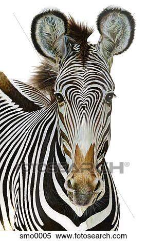 Stock Illustration - Heart shape pattern on zebras head. Fotosearch