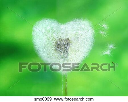 Stock Illustration - Heart shaped dandelion. Fotosearch