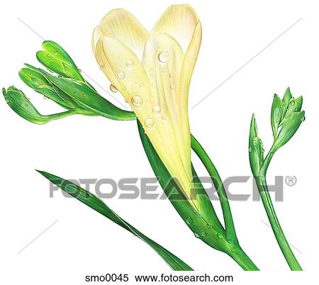Heart shaped flower against white background View Large Illustration Stock Illustration - Heart shaped flower against white background. Fotosearch