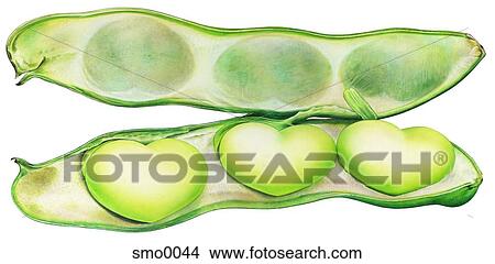 Stock Illustration - Heart shaped peas in pea pod. Fotosearch