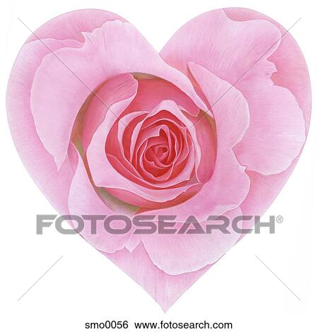 Stock Illustration - Heart shaped pink rose against white background. Fotosearch