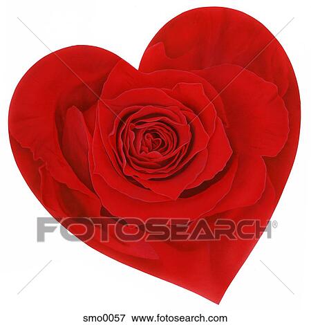 Stock Illustration - Heart shaped red rose against white background. Fotosearch