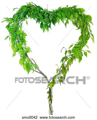 Drawing - Heart shaped vine against white background. Fotosearch