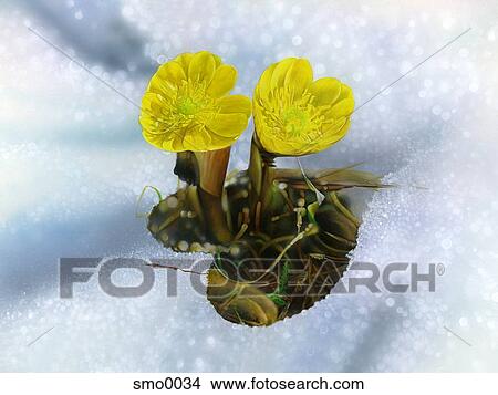 Stock Illustration - Heart shaped yellow flowers on snow. Fotosearch