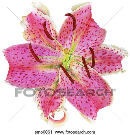 Pink flower with heart shaped petals View Large Illustration Clip Art - Pink flower with heart shaped petals. Fotosearch