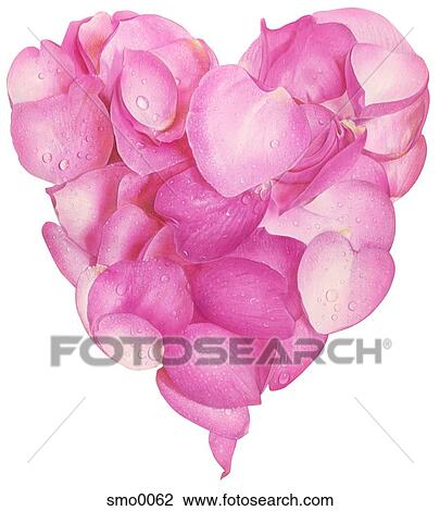 Pink rose petals forming heart shape View Large Illustration Drawing - Pink rose petals forming heart shape. Fotosearch