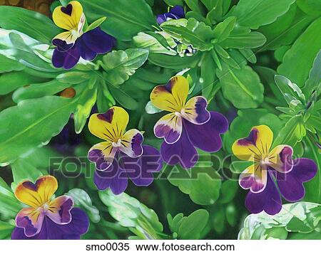 Purple and yellow flowers with heart shaped petals View Large Illustration Stock Illustration - Purple and yellow flowers with heart shaped petals. Fotosearch