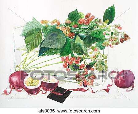 Stock Illustration - Raspberries bushes in a vase with Passion fruit. Fotosearch