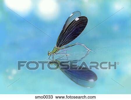 Small insect reflecting in water View Large Illustration Drawing - Small insect reflecting in water. Fotosearch