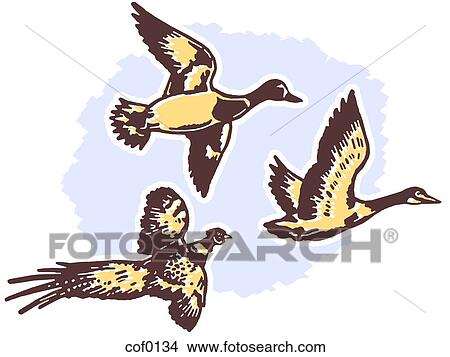 Three different breeds of duck flying View Large Illustration Stock Illustration - Three different breeds of duck flying. Fotosearch
