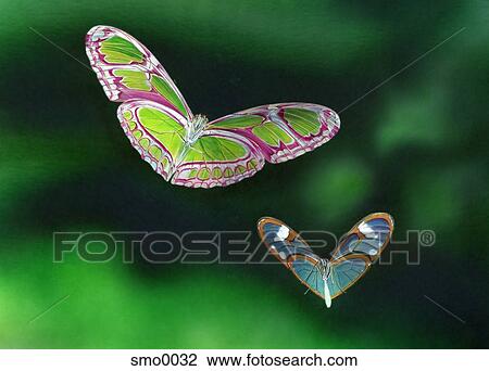 Drawing - Two butterflies with heart shaped wings. Fotosearch