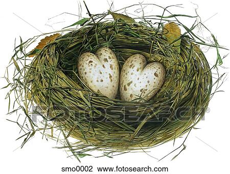 Drawing - Two heart shaped eggs in nest. Fotosearch