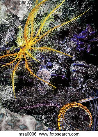Underwater sea creature View Large Illustration Stock Illustration - Underwater sea creature. Fotosearch