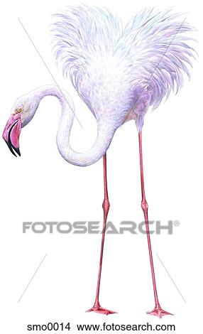 Stock Illustration - White flamingo with heart shaped body. Fotosearch