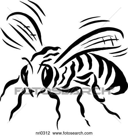 A Biene In Schwarz Weiss Zeichnung Nri0312 Fotosearch