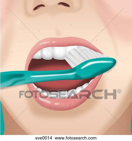 A person brushing their teeth View Large Illustration Stock Illustration - A person brushing their teeth. Fotosearch
