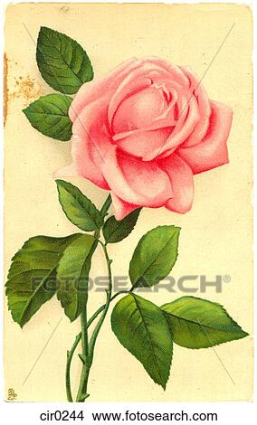 Stock Illustration - a pink rose. Fotosearch