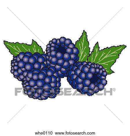 Blackberries View Large Illustration Clipart - Blackberries. Fotosearch
