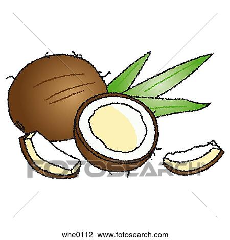Drawing - Coconuts. Fotosearch