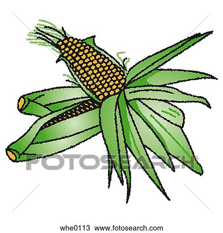 Drawing - Corn. Fotosearch