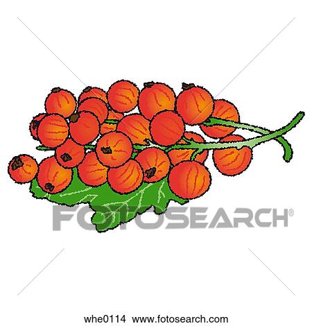 Stock Illustration - Currant. Fotosearch