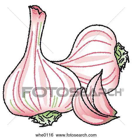 Garlic View Large Illustration Stock Illustration - Garlic. Fotosearch