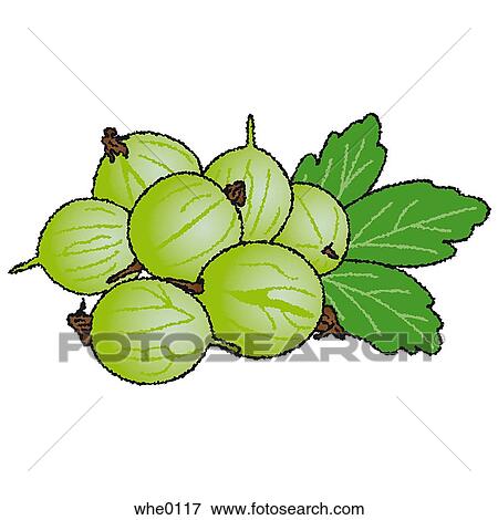 Gooseberries View Large Illustration Stock Illustration - Gooseberries. Fotosearch