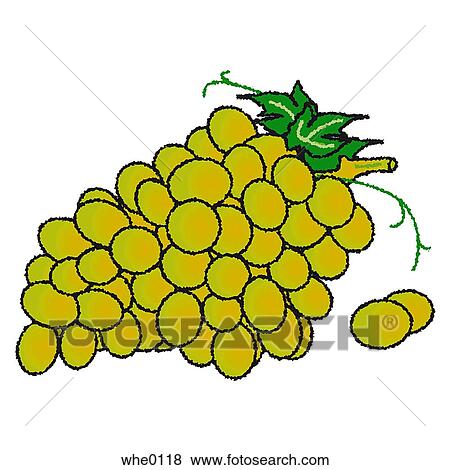 Stock Illustration - Green Grapes. Fotosearch