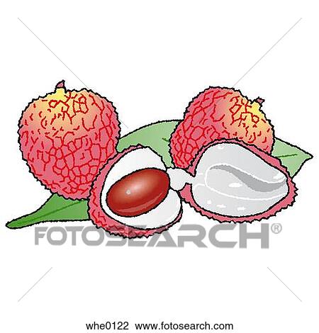 Lychee View Large Illustration Drawing - Lychee. Fotosearch