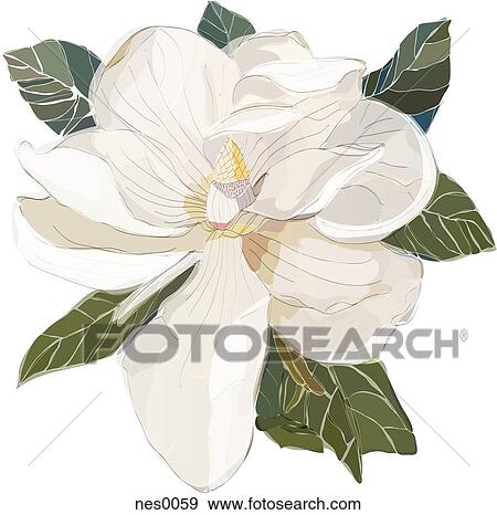 Stock Illustration - Magnolia. Fotosearch