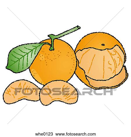 Drawing - Mandarin. Fotosearch