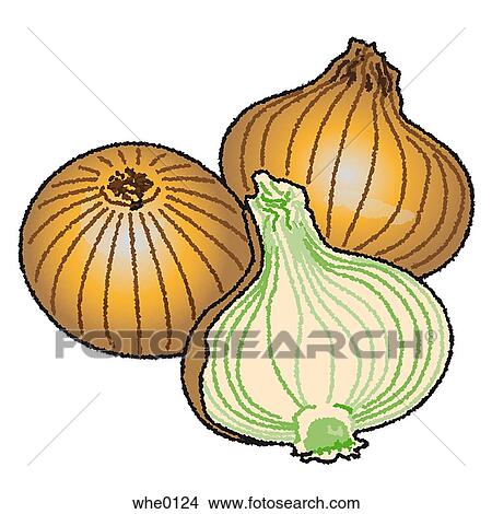 Onions View Large Illustration Stock Illustration - Onions. Fotosearch
