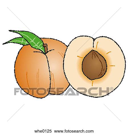 Stock Illustration - Peach. Fotosearch