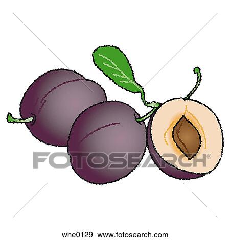 Plums View Large Illustration Stock Illustration - Plums. Fotosearch