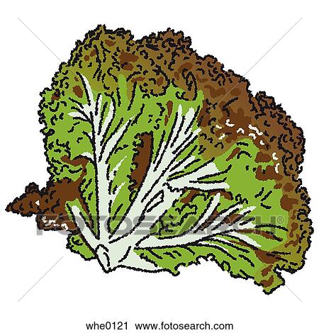 Red Lettuce View Large Illustration Clip Art - Red Lettuce. Fotosearch