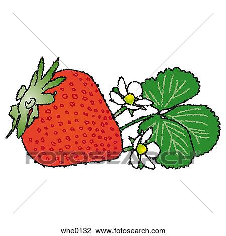 Drawing - Strawberry. Fotosearch