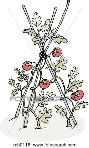 Stock Illustration - tomatoes on the vine. Fotosearch