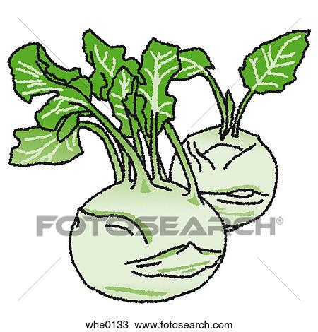 Turnip View Large Illustration Drawing - Turnip. Fotosearch