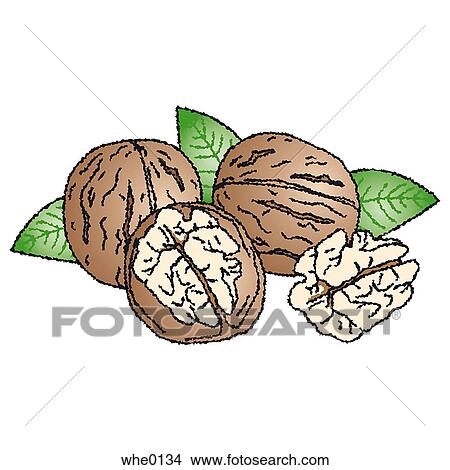 Walnut View Large Illustration Stock Illustration - Walnut. Fotosearch
