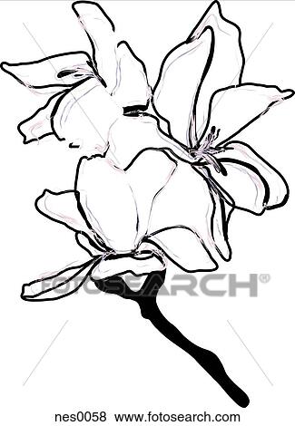 Stock Illustration - White flower. Fotosearch