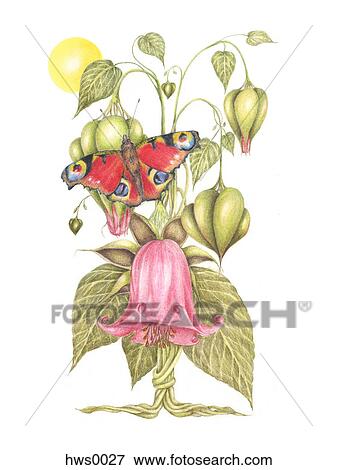 A peacock butterfly (Inachis io) and an angel bellflower plant View Large Illustration Stock Illustration - A peacock butterfly (Inachis io) and an angel bellflower plant. Fotosearch