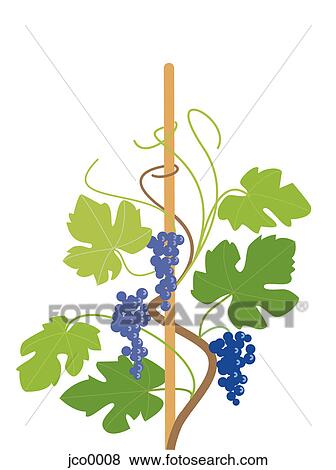 Stock Illustration - Grapes on a vine. Fotosearch