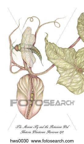 Clipart - Green bottle fly and botanicus pod. Fotosearch