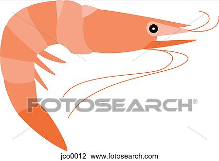 Drawing - Shrimp. Fotosearch