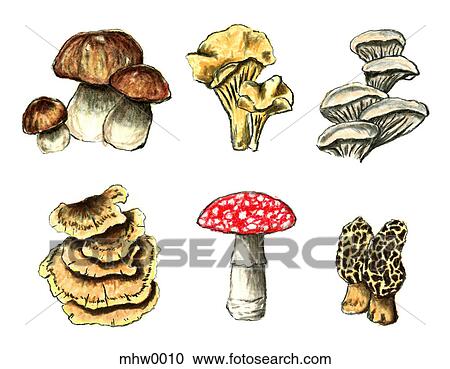 Various types of mushrooms View Large Illustration Clipart - Various types of mushrooms. Fotosearch