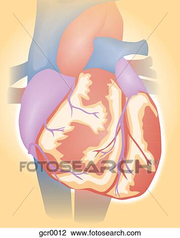 A human heart View Large Illustration Drawing - A human heart. Fotosearch