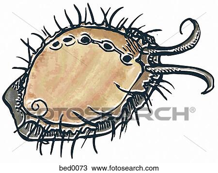 Drawing - Abalone. Fotosearch