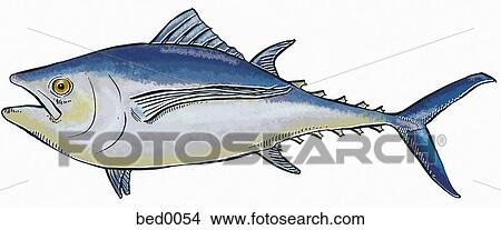 Albacore tuna View Large Illustration Stock Illustration - Albacore tuna. Fotosearch