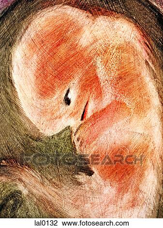 An embryo View Large Illustration Drawing - An embryo. Fotosearch